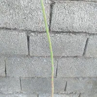 گلخانه|خدمات باغبانی و درختکاری|مسجد سلیمان, |دیوار
