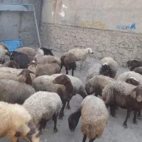 ۳۲راس وگوسفند داشتی جوان|حیوانات مزرعه|سنقر, |دیوار