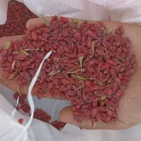زرشک فروشی بالاترین قیمت پیشنهادی