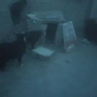 تروشت دوندان مخصوص عید قربان