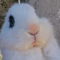 خرگوش نر و ماده بالغ نژاد دار