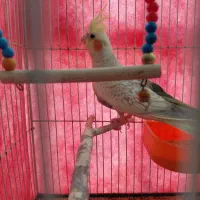عروس هلندی نر