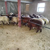 بره پایه پروار|حیوانات مزرعه|زنده رود, |دیوار