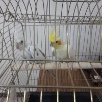 عروس هلندی|پرنده|اسلام‌شهر, مظفریه|دیوار