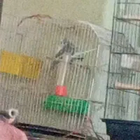 یک جفت مرغ عشق عکس فیلم جفت گیری موجود