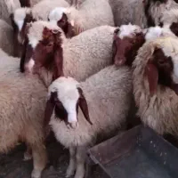 بره سنجابی