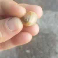 مهره بورد|جواهرات|دوگنبدان, |دیوار