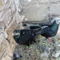 کفتر