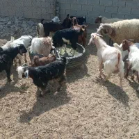 کهره نر 19عدد