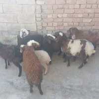 گوسفند نر و ماده