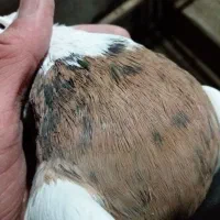 طوقی پرتقالی