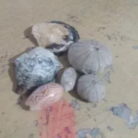 فروش فسیل