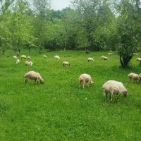 همه رقم گوسفند برای عیده قربان