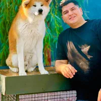 فروش توله اصیل آکیتا ژاپنی با شناسنامه معتبر