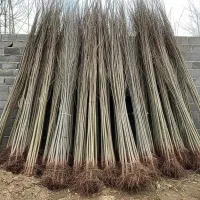 نـهال صنوبر ارزان و با کیفیت عالی|حراج|مریوان, |دیوار