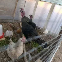 فروش جوجه برهما و محلی و گلین|حیوانات مزرعه|خرمدره, |دیوار