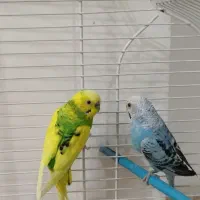 چهار عدد مرغ عشق