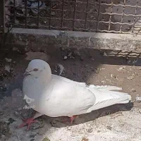 چهار عدد کبوتر  دونه ۲۵۰ت|پرنده|تهران, مولوی|دیوار