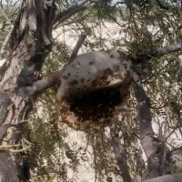 عسل وحشی جنگلی سرشاخه طبیعی درمانی|خوردنی و آشامیدنی|قم, زند آباد|دیوار