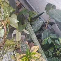 گل خوش قیمت