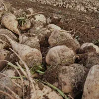 فروش چغندر قند و تفاله خشک