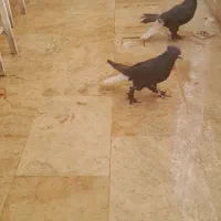 کبوتر|پرنده|قم, باغ کرباسی|دیوار