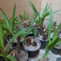 گل یوکا|گل و گیاه طبیعی|شادگان, |دیوار