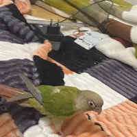 جوان و مولد