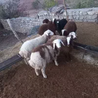 بره|حیوانات مزرعه|چگنی, |دیوار