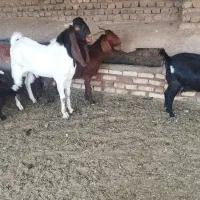 نربز دودندون