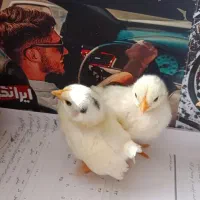 جوجه مرغ مینیاتوری (جاپانیز)|حیوانات مزرعه|هشتگرد, فاز ۲ مهستان|دیوار