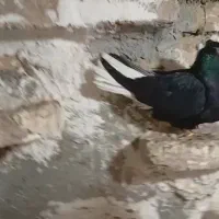 جفت زاغ دم سفید|پرنده|دورود, |دیوار