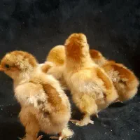 جوجه کوشین ردمتلد