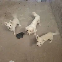 سگ اپارتمانی