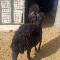 میش غزل وقره غزل