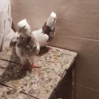 12تا کفترطوقی|پرنده|تهران, هاشمی|دیوار