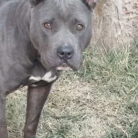 واگذاری یک قلاده سگ بیتپول|سگ|رودهن, |دیوار