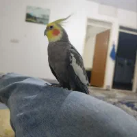 عروس هلندی|پرنده|شاهرود, |دیوار