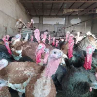 بوقلمون بوربن و برنز نر
