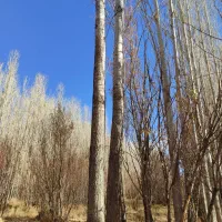 فروش چوب صنوبر|خدمات باغبانی و درختکاری|باوله, |دیوار