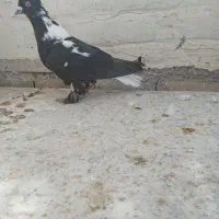 نر خرچی دم اسبید اتیغه