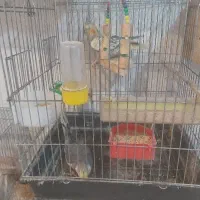 فروش عمده ای حدود ۲۰ جفت عروس هلندی