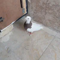 کفتر ماده طوقی در صفادشت|پرنده|صفادشت, |دیوار