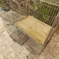 طوطی برزیلی.قفس تاشو بازاری جوجه پران لانه پرنده|پرنده|شاهرود, |دیوار