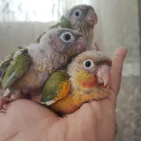 مرکزپرورش فروش راهب و عروس هلندی رام