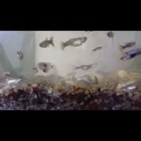 ماهی اکواریوم