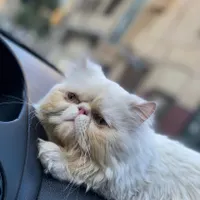 گربه نر برای جفت گیری|گربه|میاندوآب, |دیوار