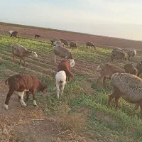 22راس میش جوان 6تازاییده بقیه اوسته جفت 60میلیون|حیوانات مزرعه|تربت جام, میان جام|دیوار