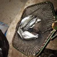 ماهی قزل الا ۳۰۰گرم