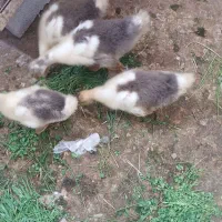 اهواز مسیرحمیدیه